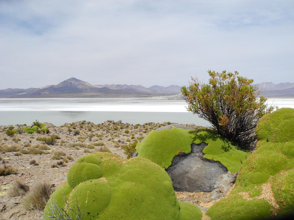 Hostal Vientos Del Altiplano プトレ エクステリア 写真